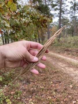 Image of Silver Plume Grass