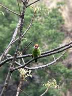 Image of Golden-throated Barbet