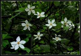 Image de Gardenia gummifera L. fil.