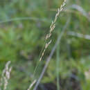 Image de Poa versicolor Besser