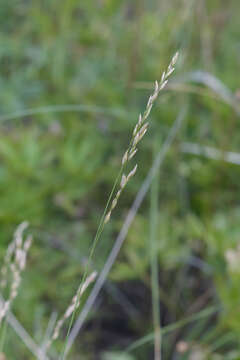 Image of Poa versicolor Besser