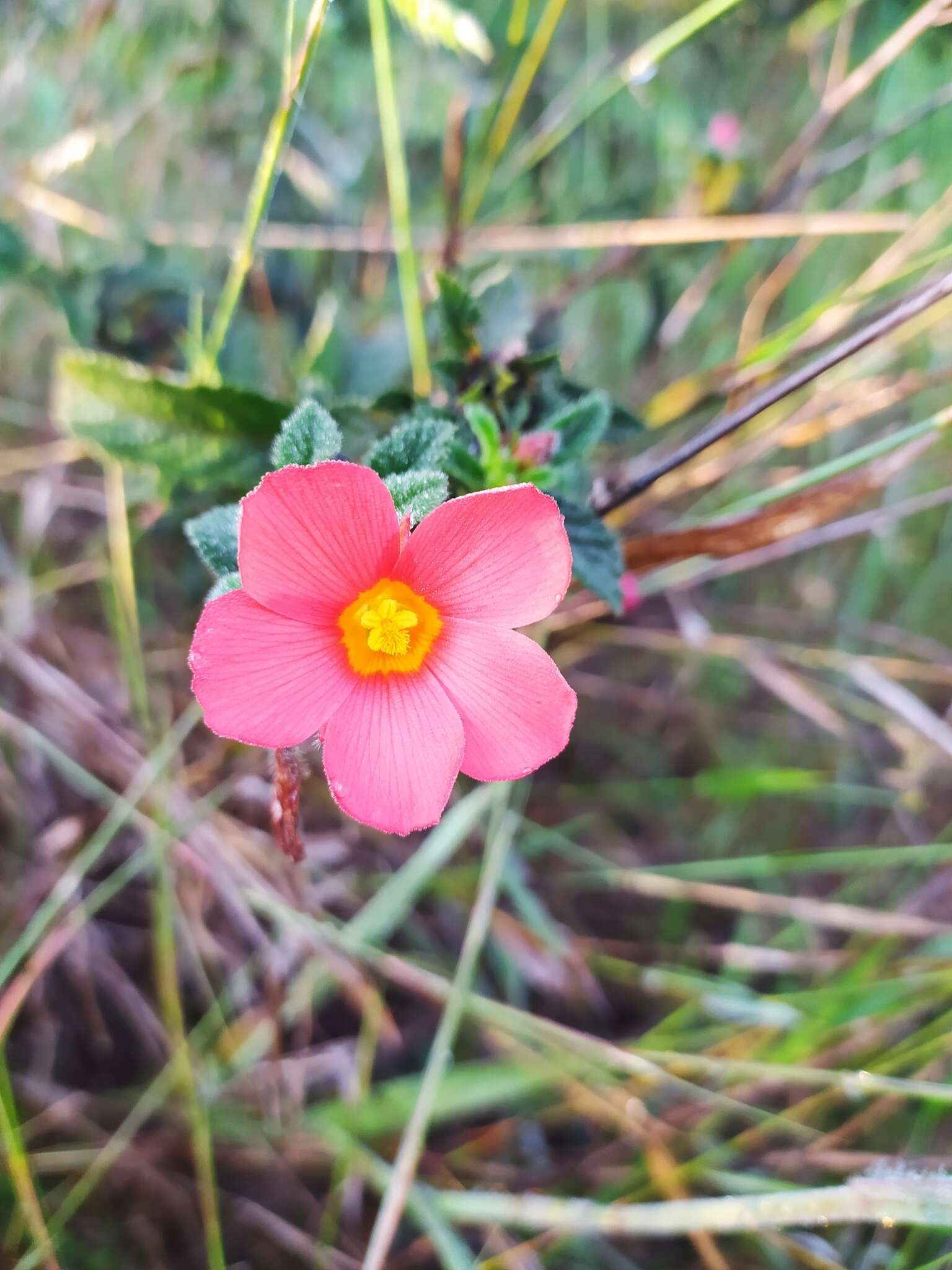 Imagem de Turnera longiflora Cambess.