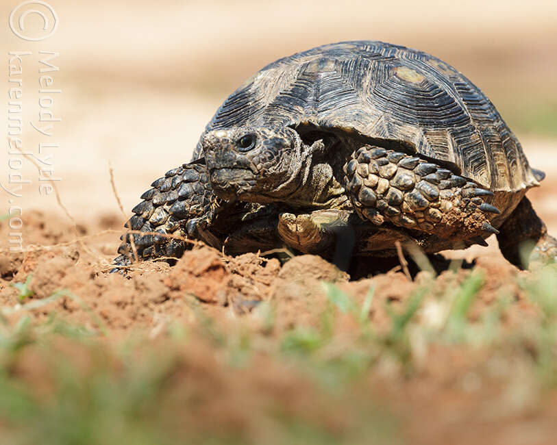 Image of Berlandier's Tortoise