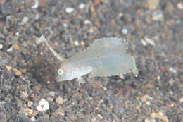 Image of Black-barred razorfish