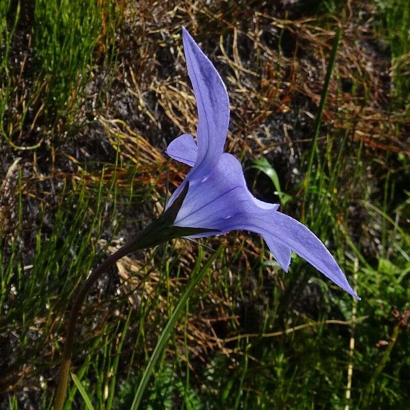 Image of Wahlenbergia ceracea Lothian