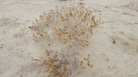 Image of Orcutt's aster