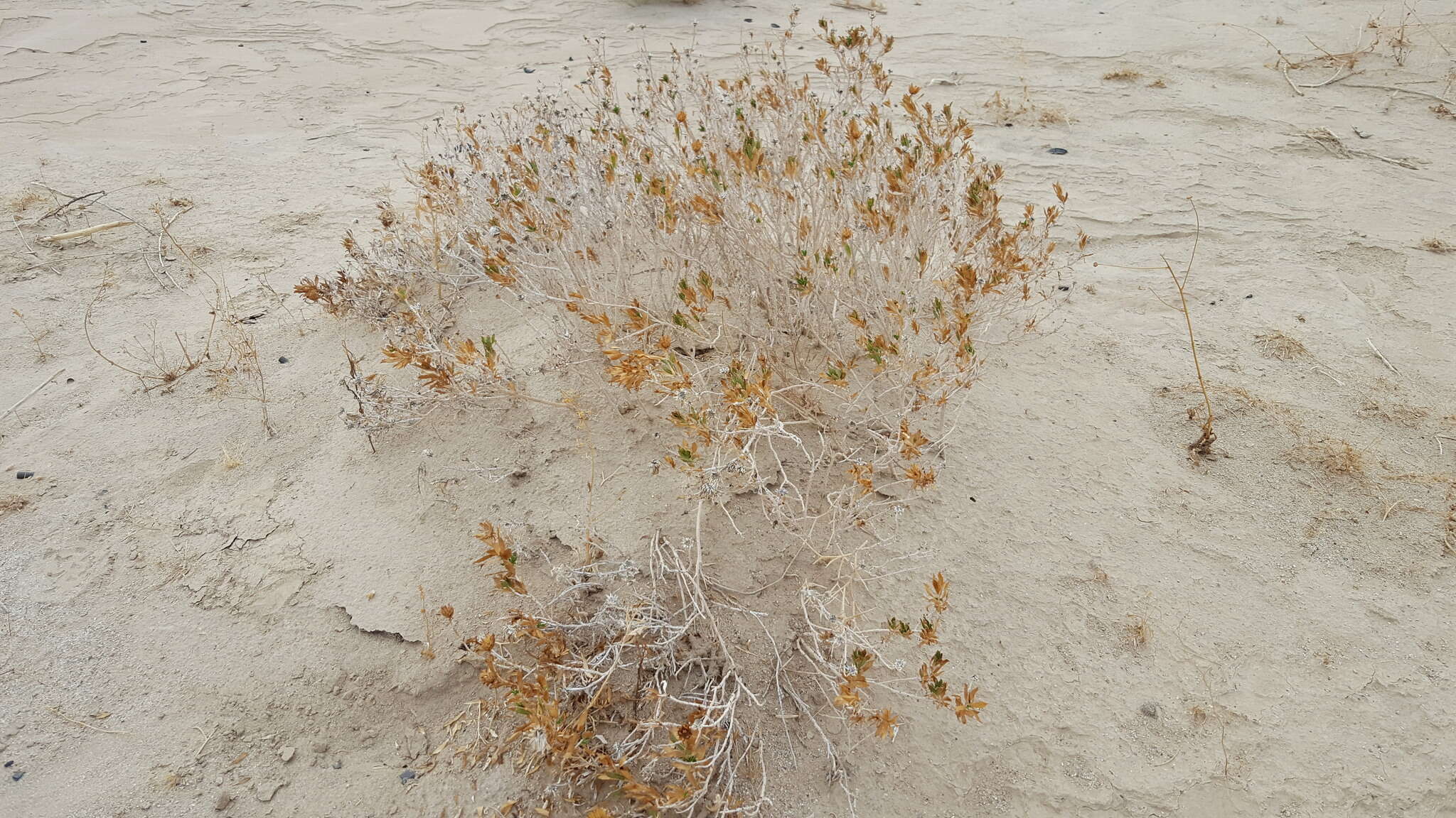 Image of Orcutt's aster