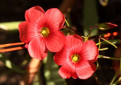 Image of Oxalis pendulifolia Salter