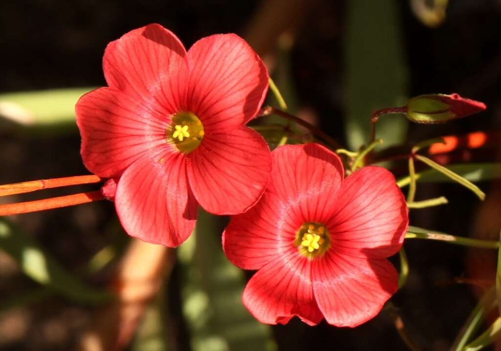 Sivun Oxalis pendulifolia Salter kuva