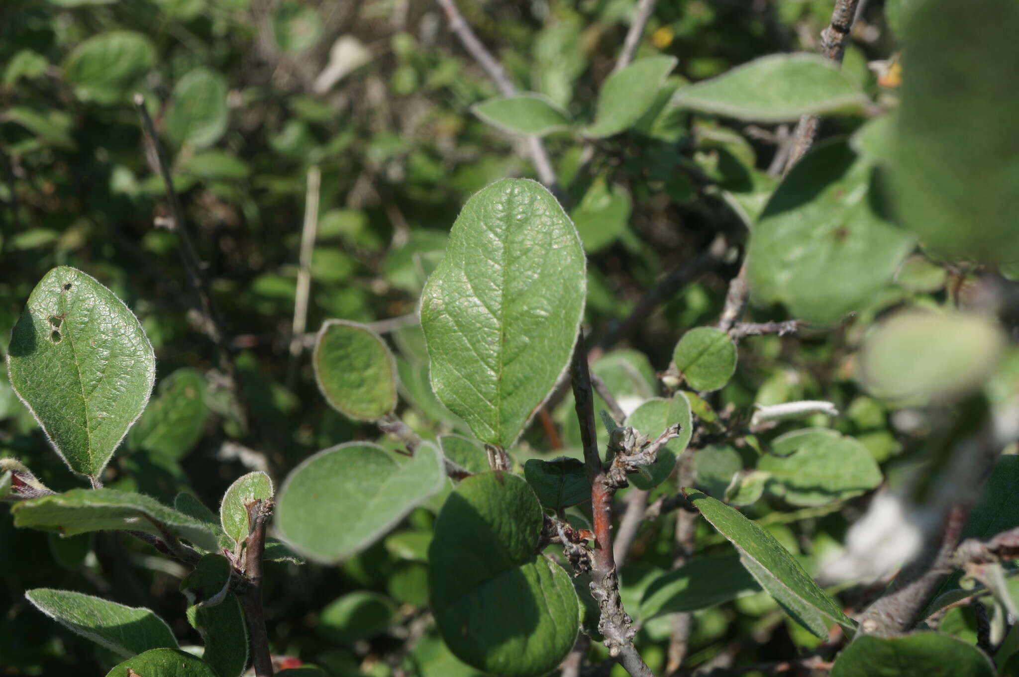 Imagem de Cotoneaster integerrimus Medik.