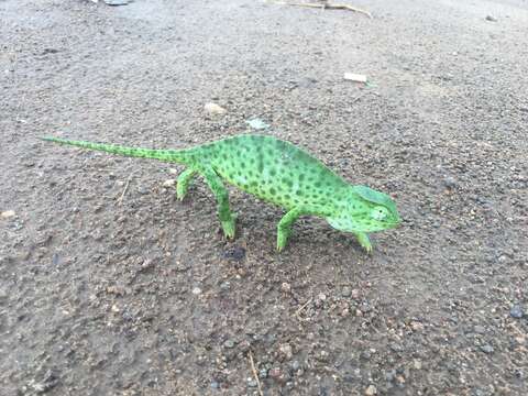 Image of Senegal Chameleon