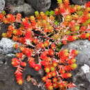 Sivun Sedum japonicum subsp. oryzifolium (Makino) H. Ohba kuva