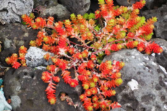 Sedum japonicum Siebold ex Miq. resmi