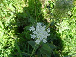 Image of Queen Anne's lace