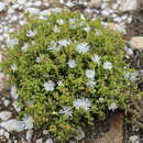Image of Drosanthemum albiflorum (L. Bol.) Schwant.