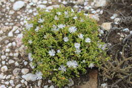 Image of Drosanthemum albiflorum (L. Bol.) Schwant.