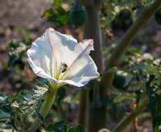 Image of Latin Thorn-Apple