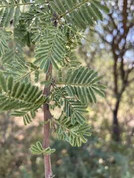 Vachellia tortilis subsp. heteracantha (Burch.) Kyal. & Boatwr.的圖片