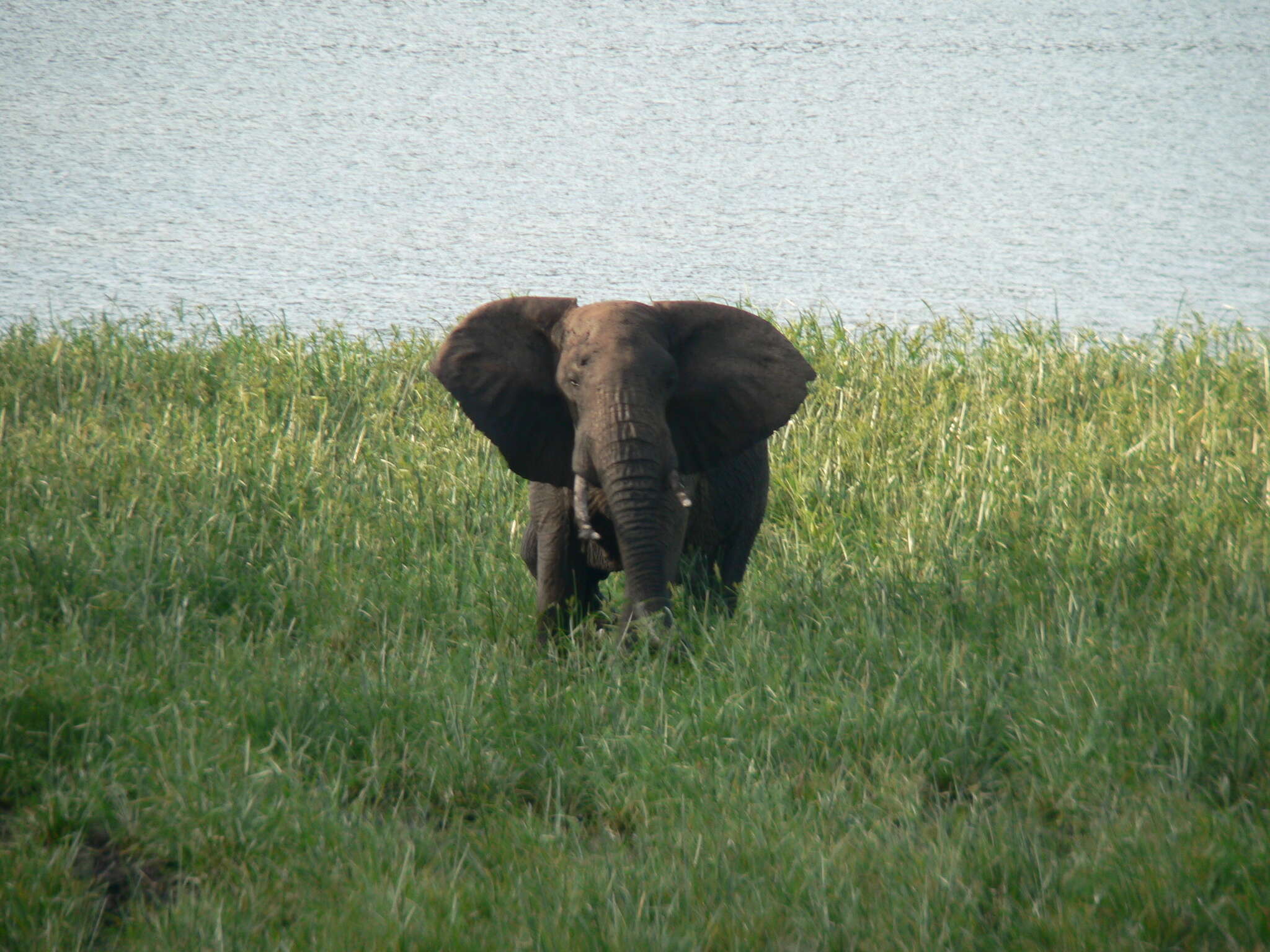 Image of African bush elephant