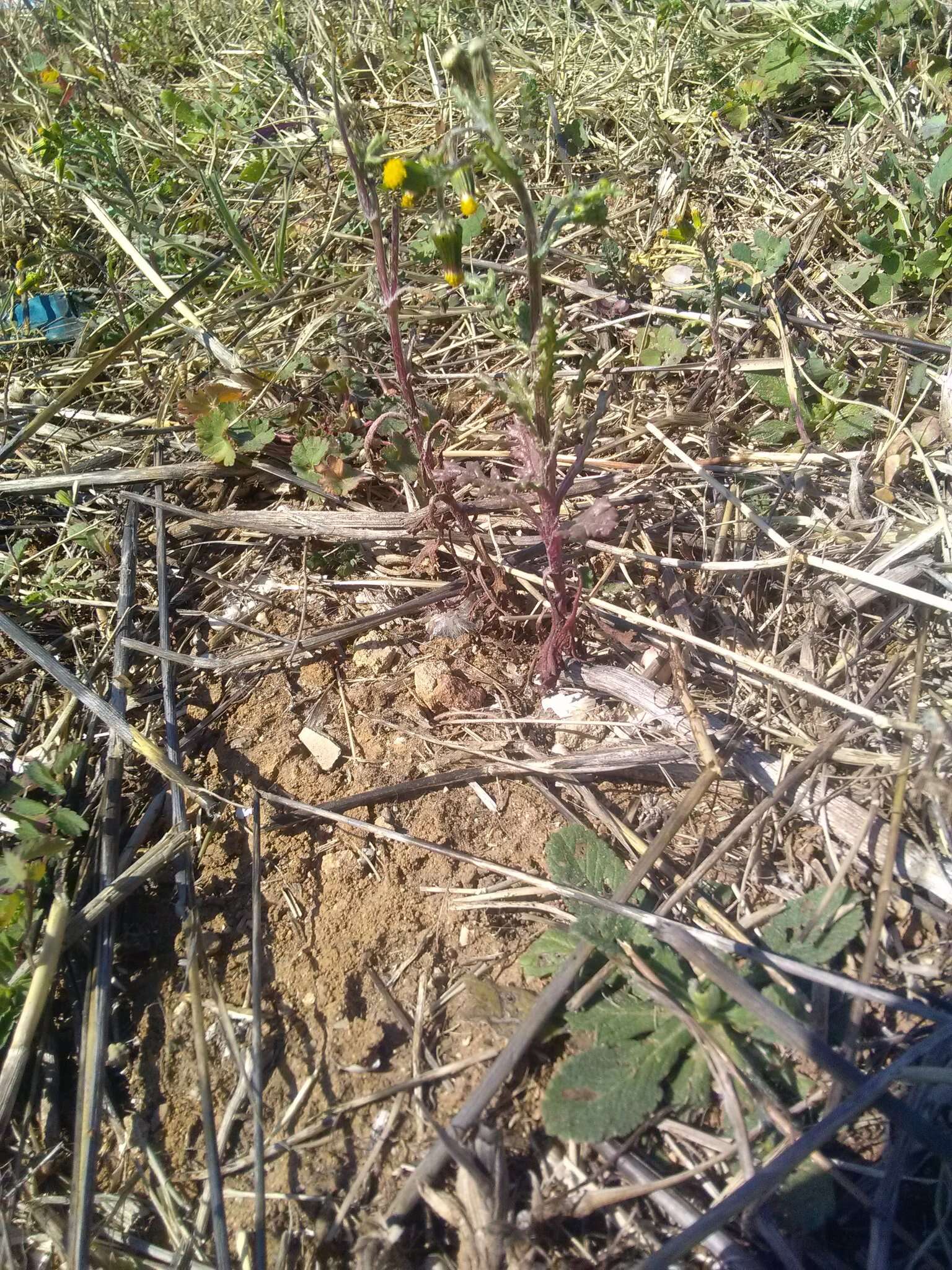 Слика од Senecio vulgaris subsp. vulgaris