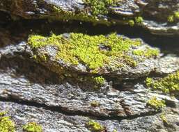 Image of needle lichen