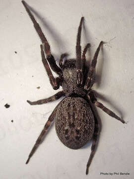 Image of Desid spider