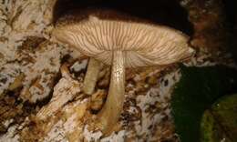 Pluteus umbrosus (Pers.) P. Kumm. 1871 resmi