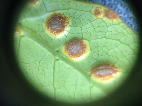 Image de Puccinia coprosmae Cooke 1890