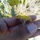 Image of Helichrysum albanense Hilliard