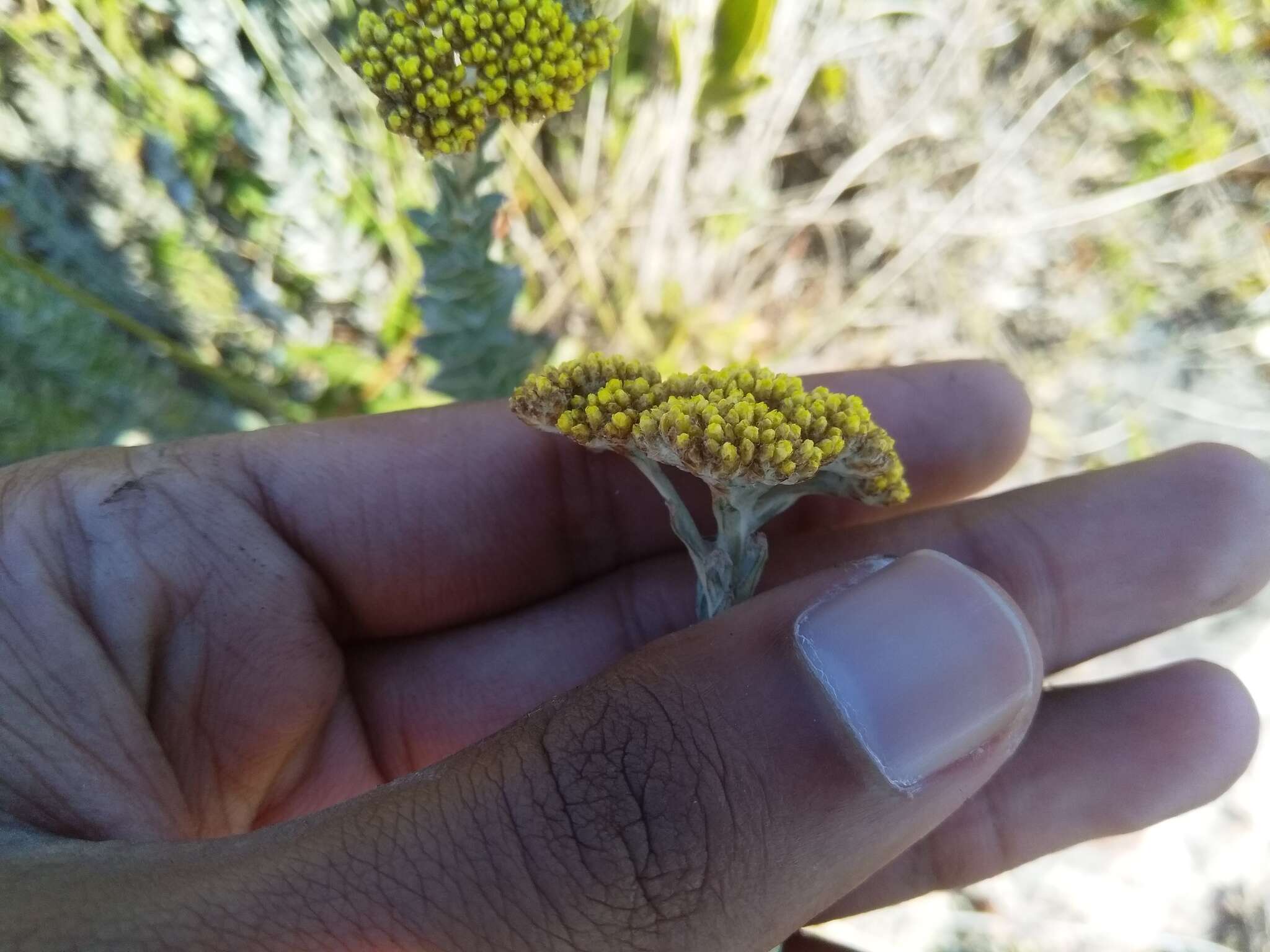 Image of Helichrysum albanense Hilliard