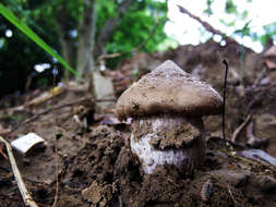 Image of Termitomyces robustus (Beeli) R. Heim 1951