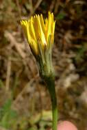 Image of Hairy Cat's-Ear