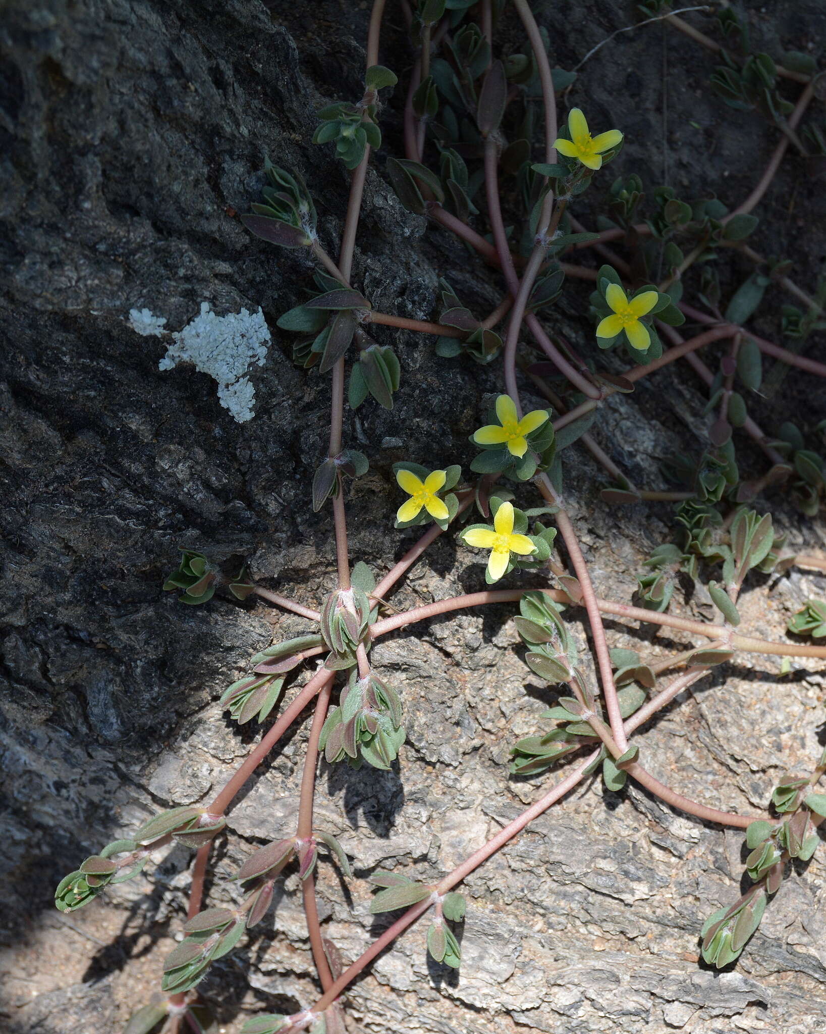 Sivun Portulaca quadrifida L. kuva