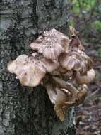 Слика од Armillaria borealis Marxm. & Korhonen 1982