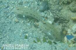 Image of Gold-specked prawn-goby