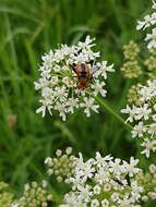 Imagem de Ectophasia crassipennis (Fabricius 1794)