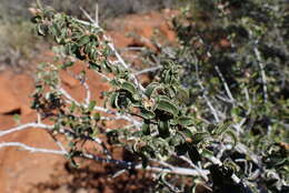 Image of Ceanothus foliosus var. viejasensis D. O. Burge & Rebman