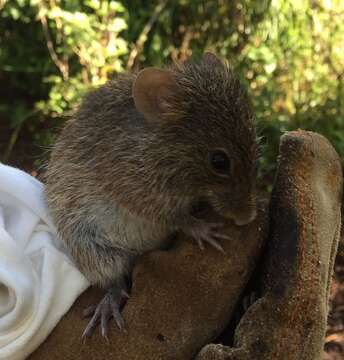 Image of Southern Cotton Rat