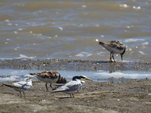 Image of Yellow-billed Tern