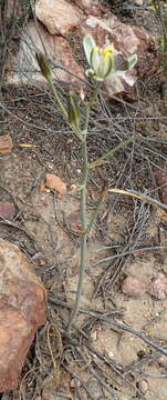 Image de Albuca longipes Baker