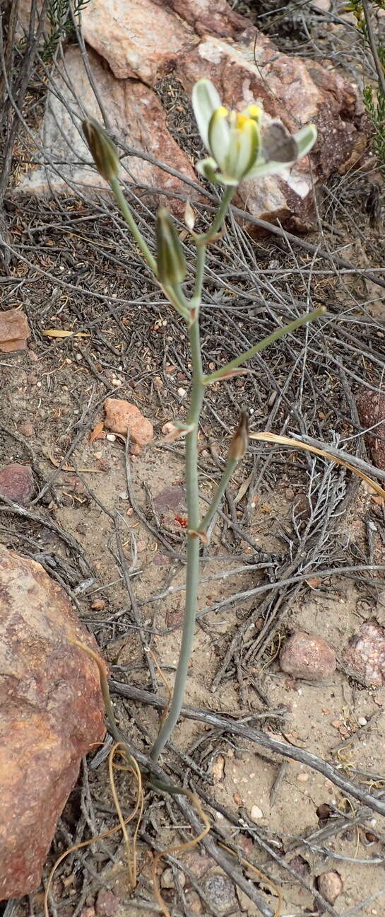 Image de Albuca longipes Baker