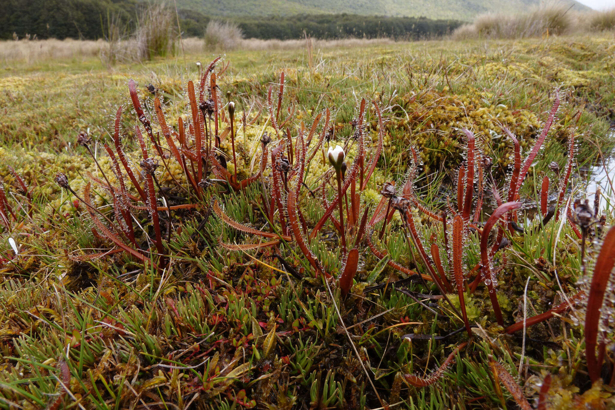 Imagem de Drosera arcturi Hook.