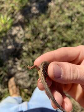 Image of Highland Forest Skink