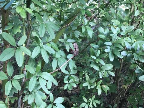 Image of chocolate vine