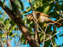 Image of Dendroma rufa rufa (Vieillot 1818)