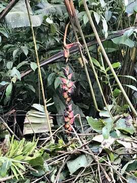 Image of Heliconia pogonantha Cufod.