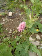 Image of Bistorta officinalis subsp. carnea (C. Koch) Sojak.