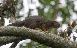 Image of Red-legged Sun Squirrel