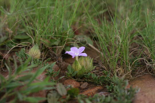 Plancia ëd Barleria macrostegia Nees