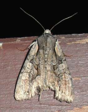 Image of Speckled Cutworm